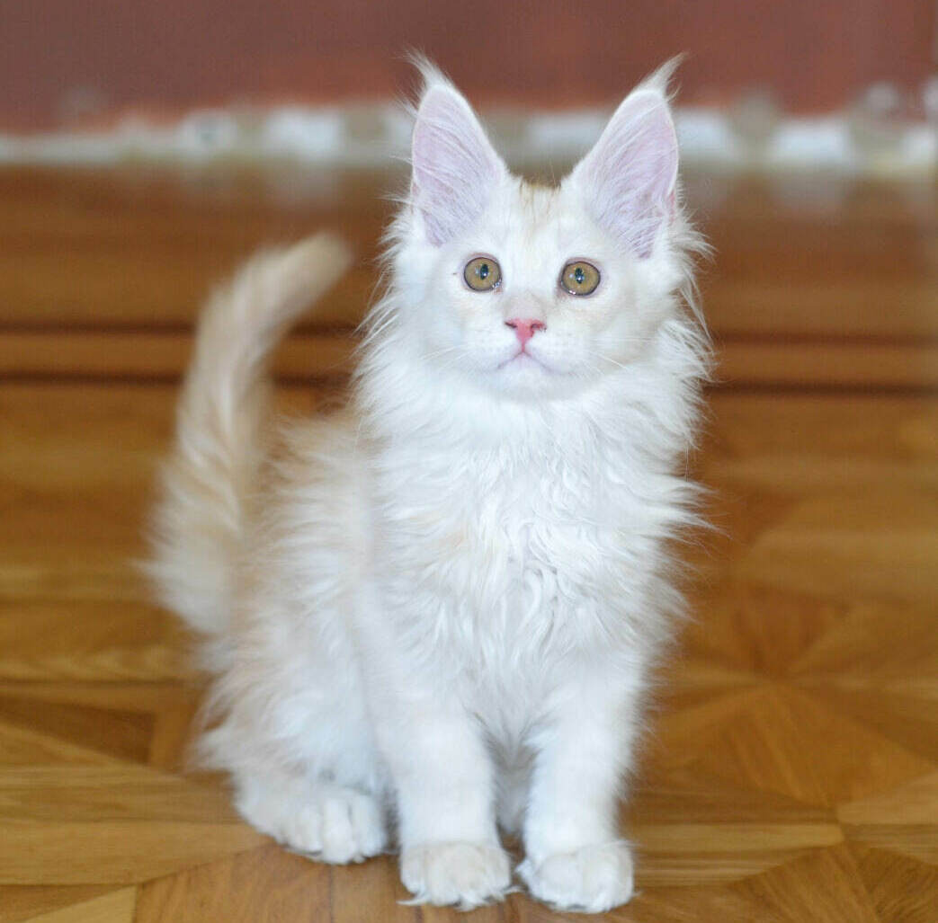 Рыжий котенок мейн-кун Котенок мейн-кун