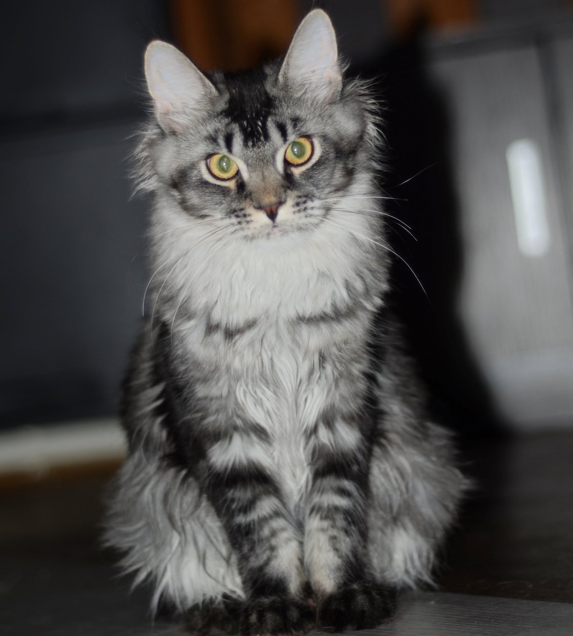 Котенок мейн-кун серебро