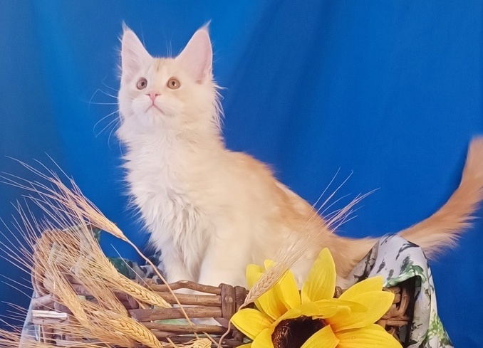 Котенок черный дым