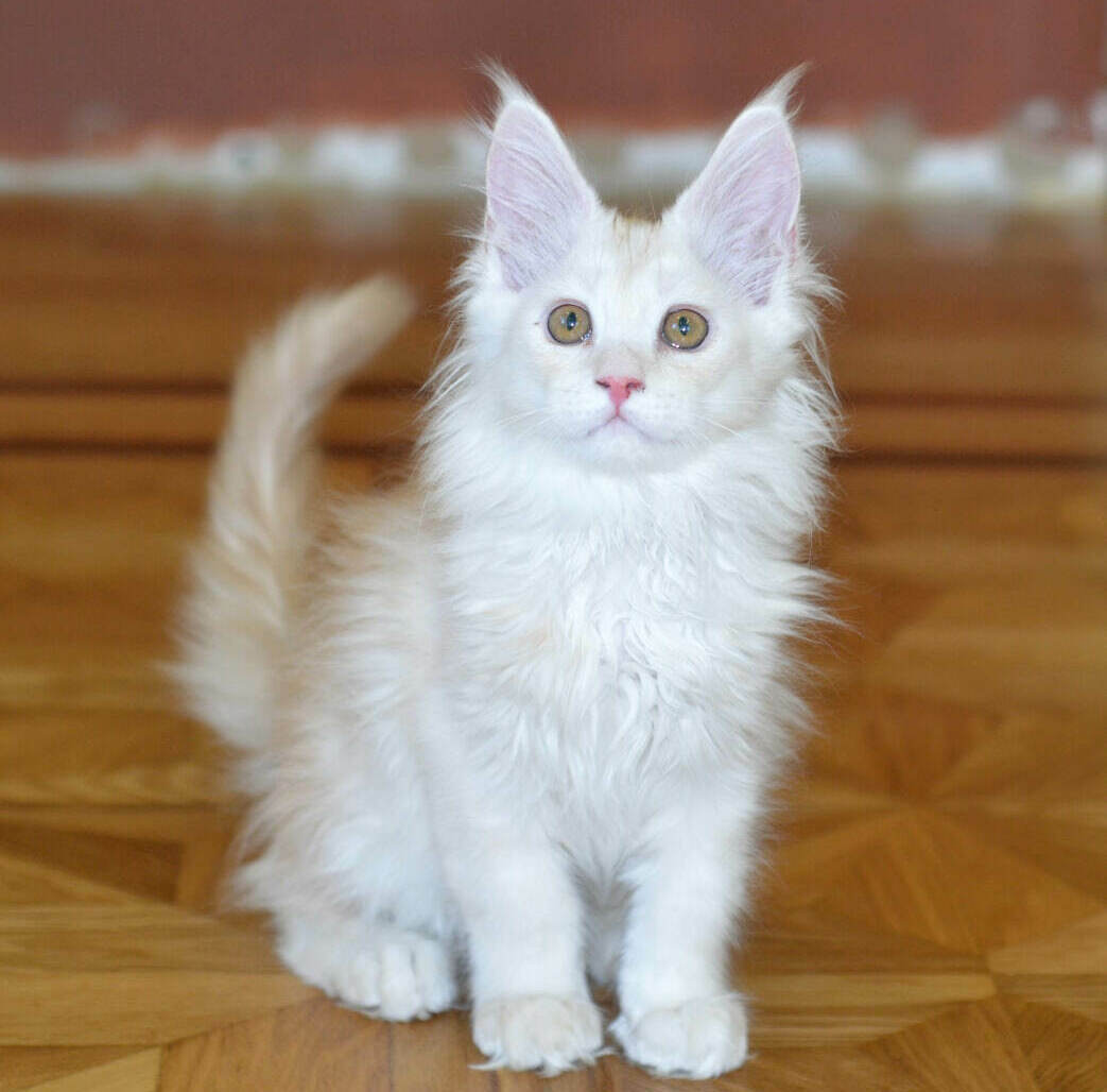 Рыжий котенок мейн-кун Котенок мейн-кун