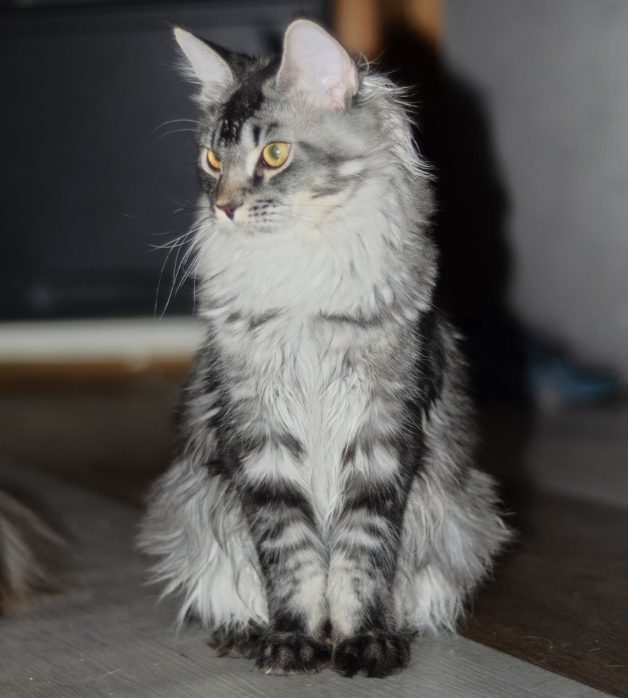 Котенок мейн-кун серебро
