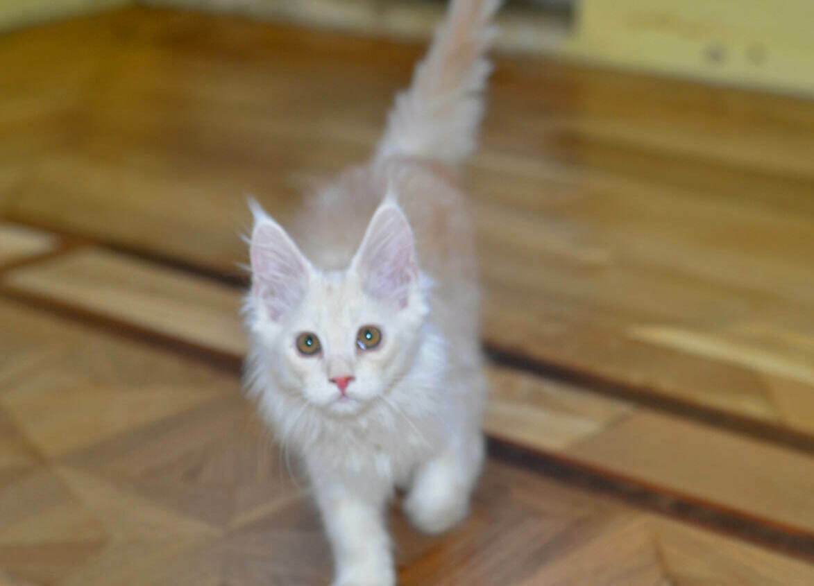 Рыжий котенок мейн-кун Котенок мейн-кун